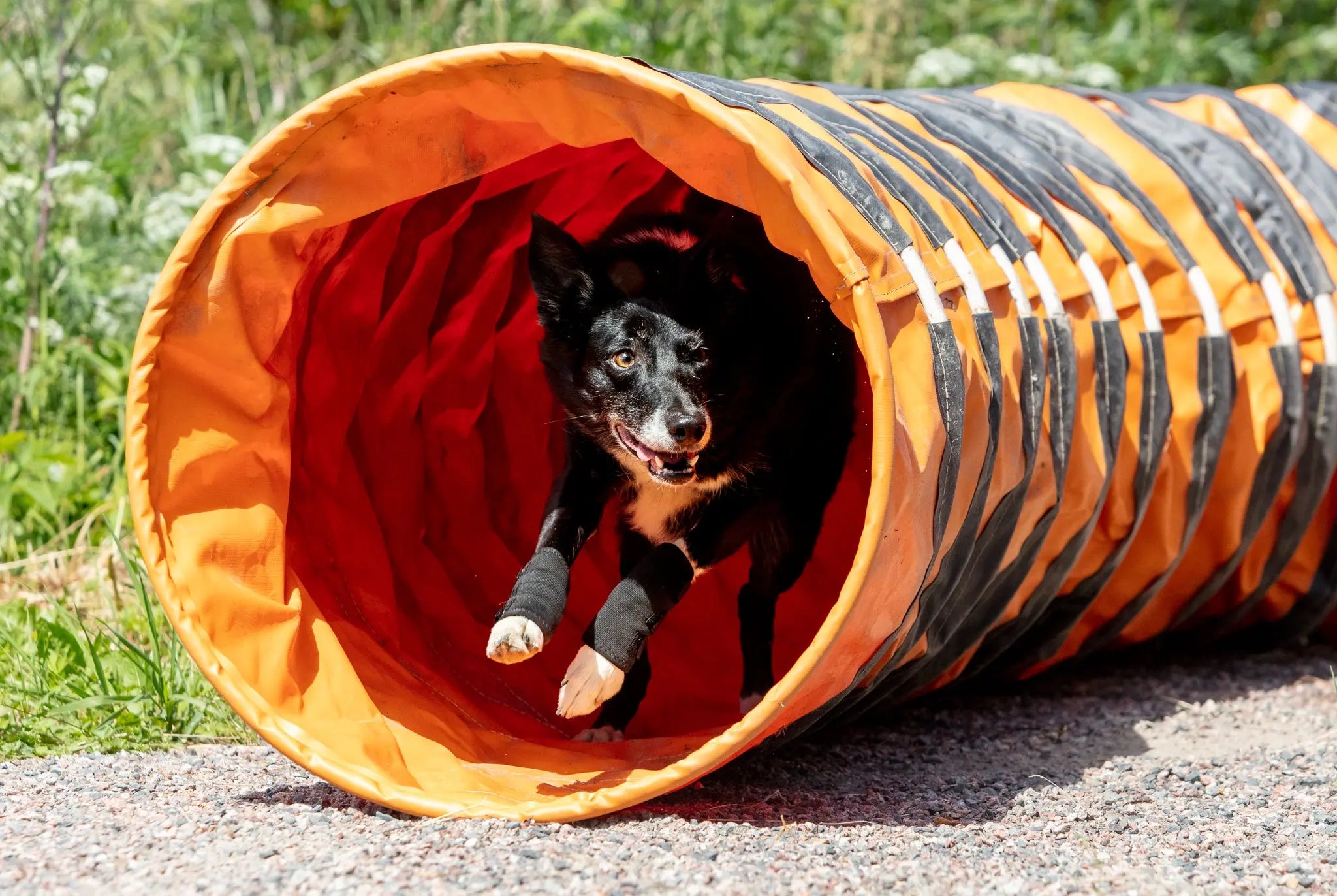 Koirien-jalka-ja-kinnersuojat Back on Track Finland