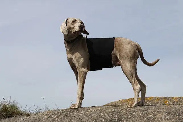 Koirien-selkäsuojat Back on Track Finland