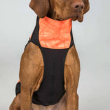 Bark koiran oranssi huomiopaita rintasuojalla